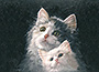Uljna slika: Mačkice - 50x60 cm