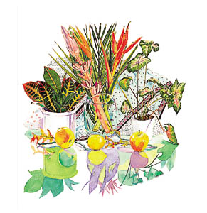 Poster: Aviram: Exotic Flowers - 68x66 cm