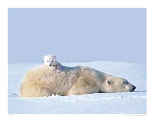 Poster: Wolfe: Polar Bear - 50x40 cm