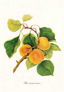 Štampa: Botanika: Prunus Armeniaca - 25x35 cm