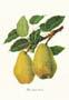 Štampa: Botanika: Pyrus Communis - 35x50 cm