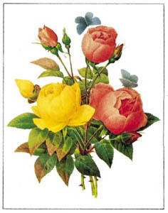 Štampa: Redouté: Ruže - 35x50 cm