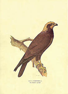 Štampa: Ptice: Circus Aeruginosus - 25x35 cm
