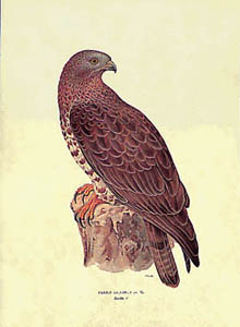 Štampa: Ptice: Pernis Apivorous - 25x35 cm