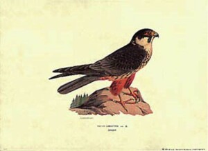 Štampa: Ptice: Falco Subbuteo - 35x50 cm