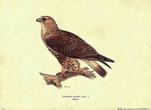 Štampa: Ptice: Triorchis Lagopus - 50x35 cm