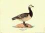 Štampa: Patke: Branta Leucopsis - 50x35 cm