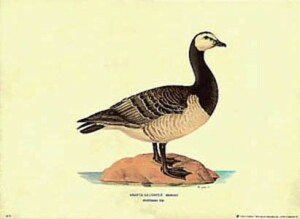 Štampa: Patke: Branta Leucopsis - 50x35 cm