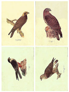 Serija od 4 štampe: Ptice - 50x35 cm