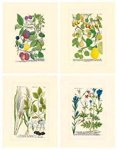 Serija od 4 štampe: Botanika - 35x50 cm