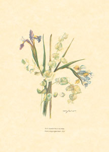 Štampa: Rezano cvijeće - 25x35 cm