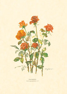 Štampa: Rezano cvijeće - 50x70 cm