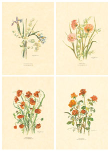 Serija od 4 štampe: Rezano cvijeće - 25x35 cm