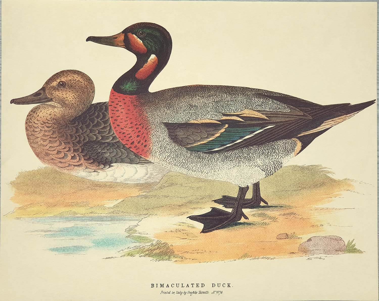 Štampa: Patke: Bimaculated Duck - 30x24 cm