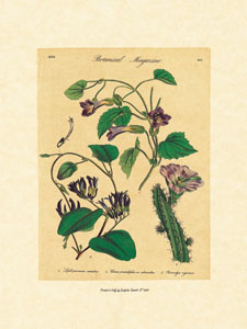 Štampa: Botaničke ploče - 35x50 cm