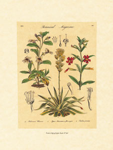 Štampa: Botaničke ploče - 35x50 cm
