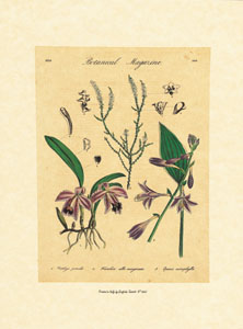 Štampa: Botaničke ploče - 18x24 cm