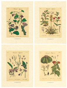 Serija od 4 štampe: Botaničke ploče - 35x50 cm