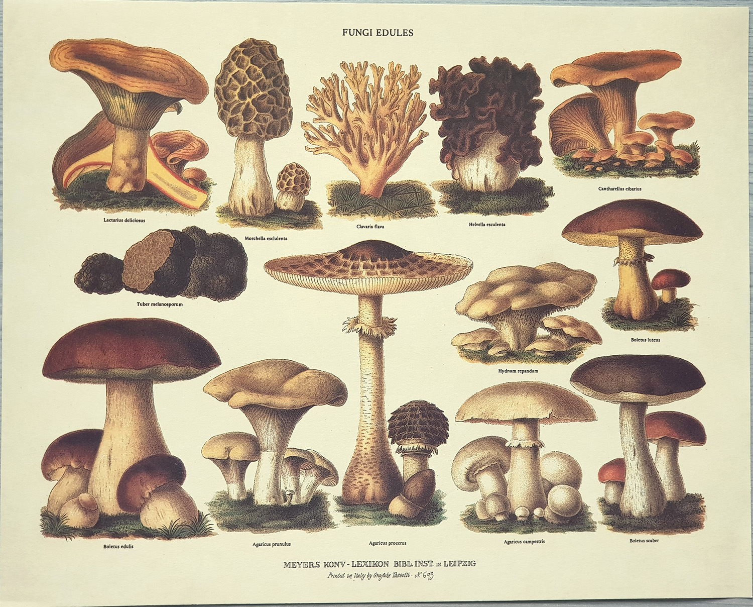 Štampa: Fungi Edules - 30x24 cm