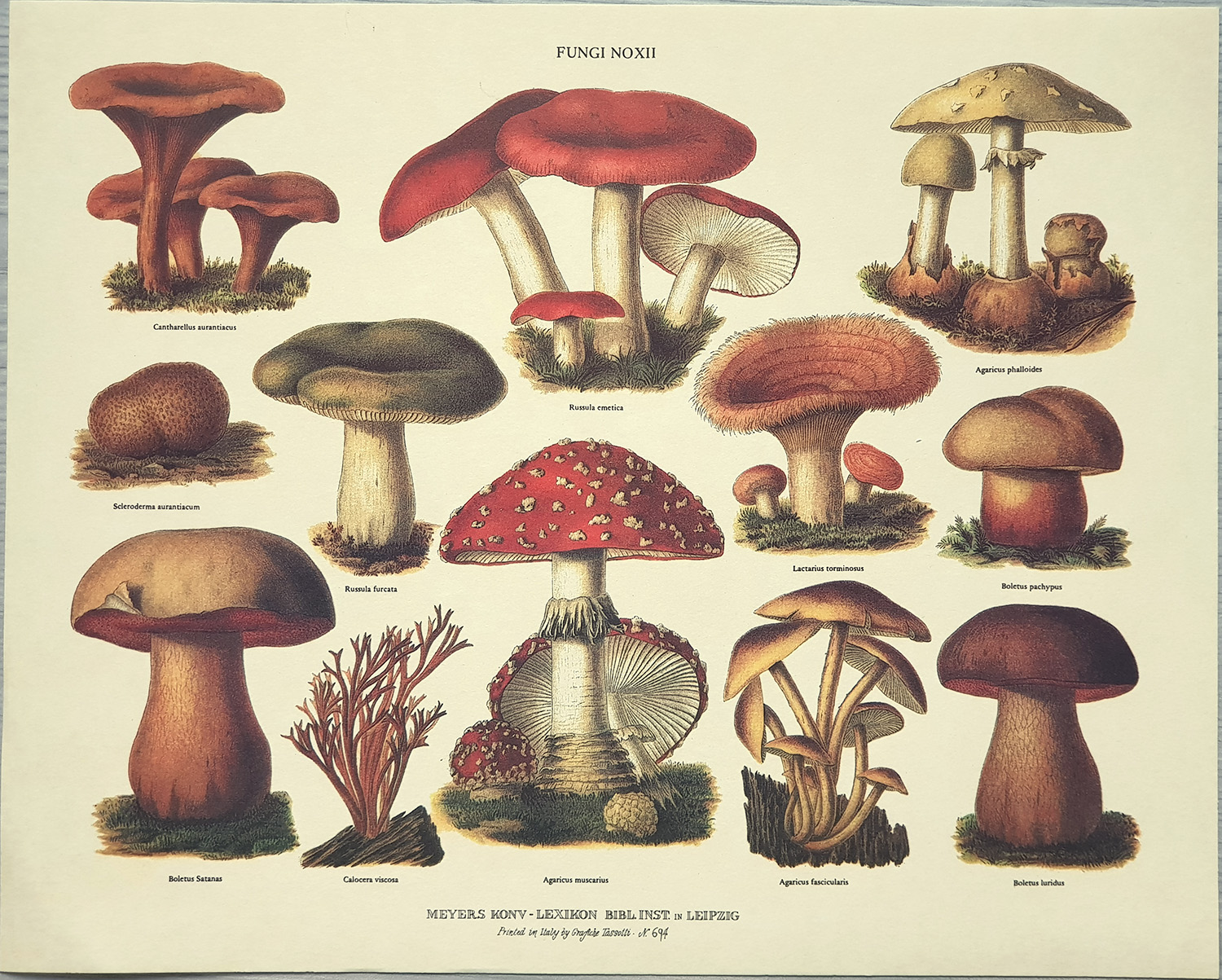 Štampa: Fungi Noxii - 30x24 cm