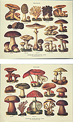 Serija od 2 štampe: Gljive - 30x24 cm