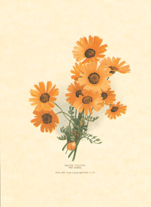 Štampa: Orijentalno cvijeće - 25x35 cm