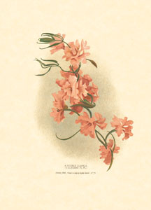 Štampa: Orijentalno cvijeće - 18x24 cm