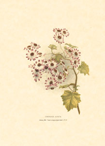 Štampa: Orijentalno cvijeće - 13x18 cm