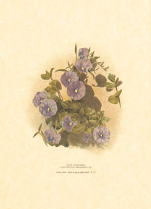 Štampa: Orijentalno cvijeće - 18x24 cm