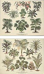 Serija od 2 štampe: Botanika - 30x24 cm