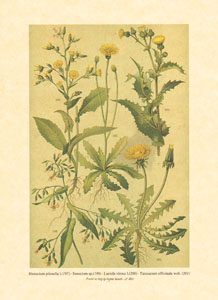 Štampa: Poljsko cvijeće - 25x35 cm