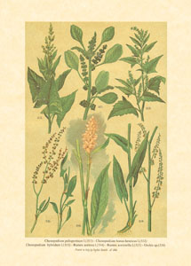 Štampa: Poljsko cvijeće - 13x18 cm