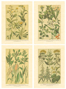 Serija od 4 štampe: Poljsko cvijeće - 13x18 cm
