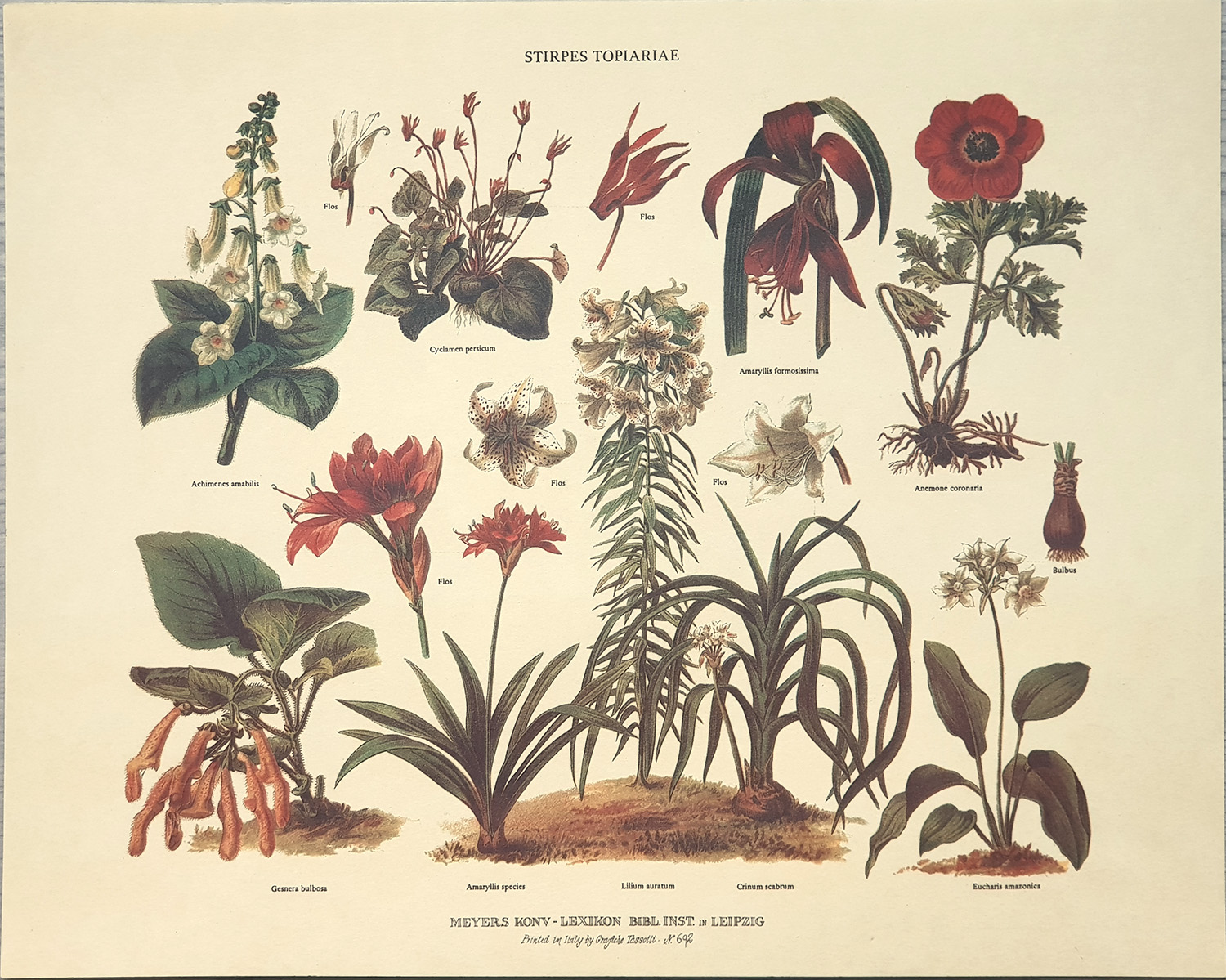 Štampa: Botanika: Stirpes Topiariae - 30x24 cm
